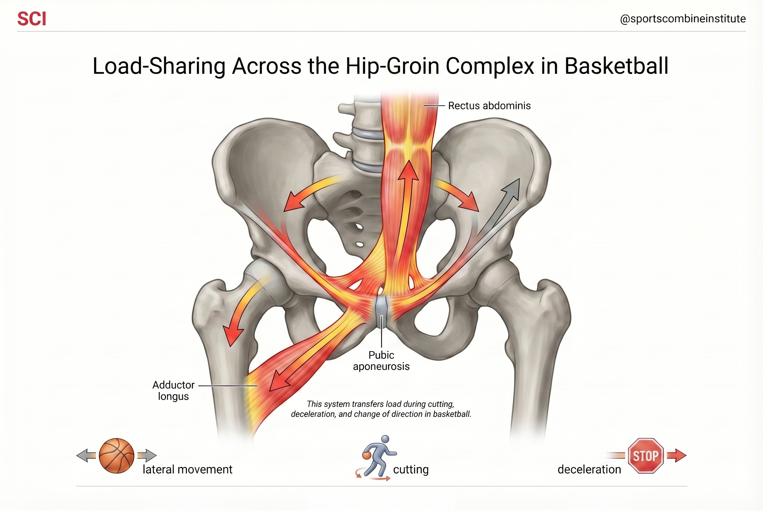 Figure 2: Load-Sharing Across the Hip-Groin Complex in Basketball